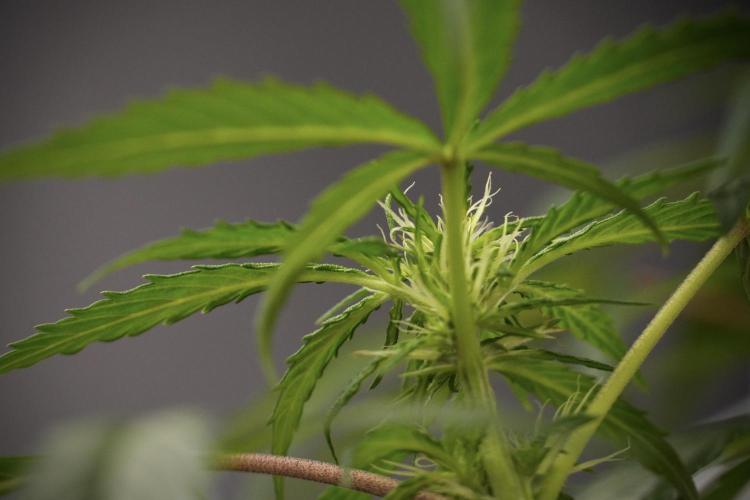 LSD Zamnesia Trippping. Week 8 - LSD 12/12 From seed