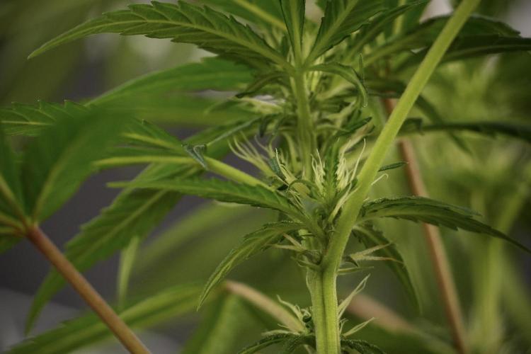 LSD Zamnesia Trippping. Week 8 - LSD 12/12 From seed