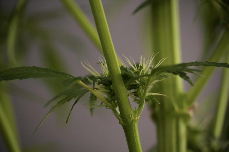 LSD Zamnesia Trippping. Week 8 - LSD 12/12 From seed