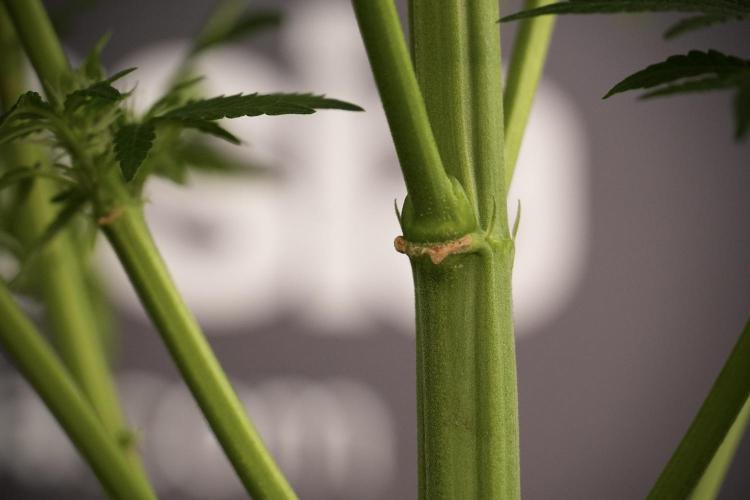 LSD Zamnesia Trippping. Week 8 - LSD 12/12 From seed