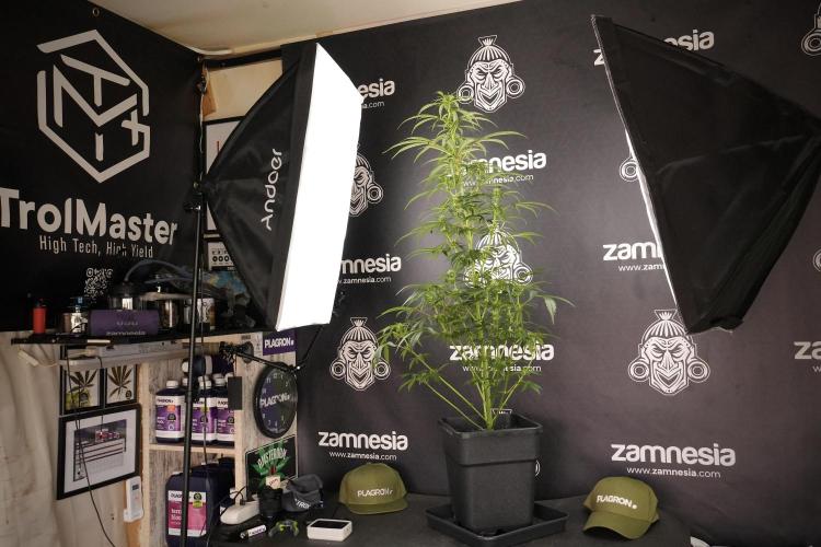 LSD Zamnesia Trippping. Week 8 - LSD 12/12 From seed