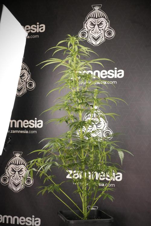 LSD Zamnesia Trippping. Week 8 - LSD 12/12 From seed