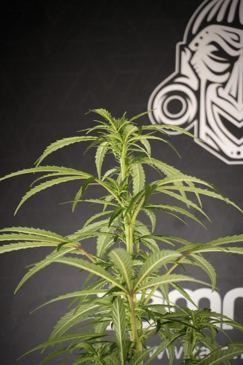 LSD Zamnesia Trippping. Week 8 - LSD 12/12 From seed