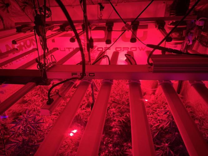 LSD Zamnesia Trippping. Week 8 - Reds 