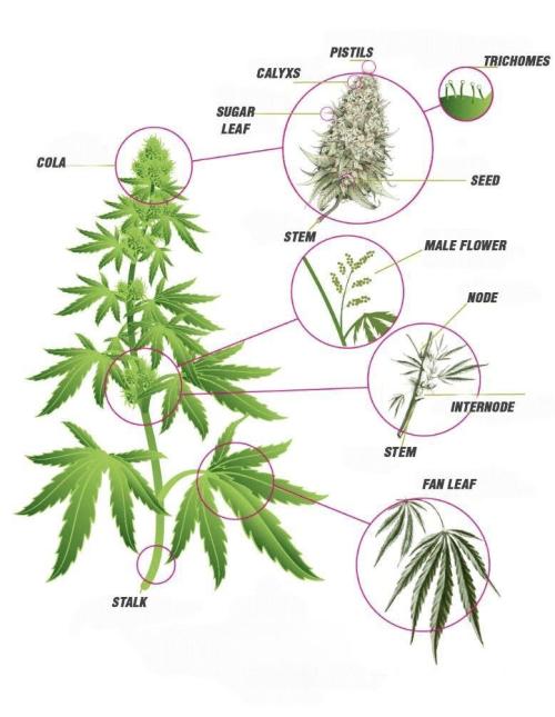 LSD Zamnesia Trippping. Week 8 - Details