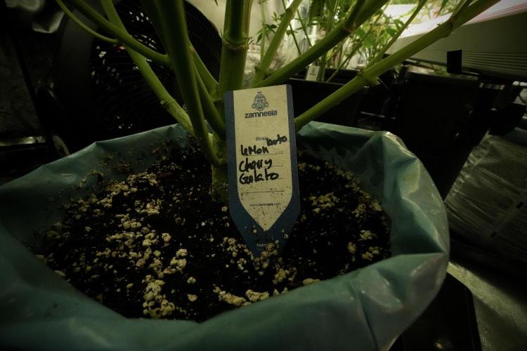 Lemon Cherry Gelato YumYum. Week 8 - LCG in the wild 