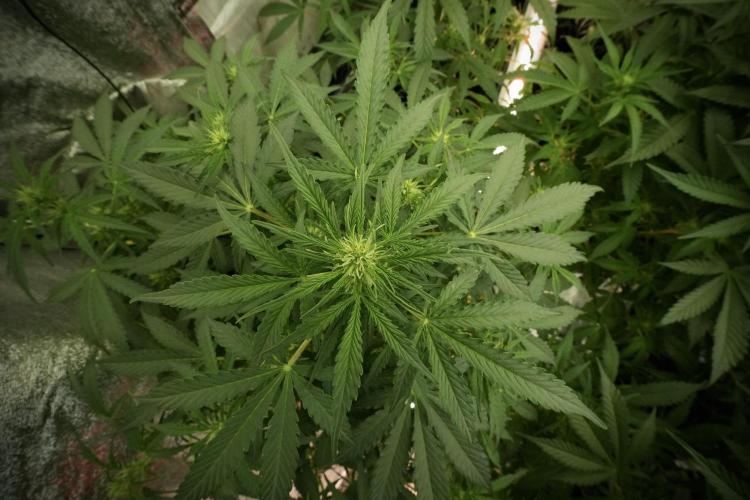 Lemon Cherry Gelato YumYum. Week 8 - LCG in the wild 