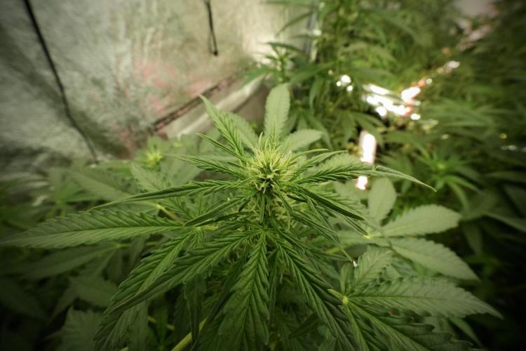 Lemon Cherry Gelato YumYum. Week 8 - LCG in the wild 