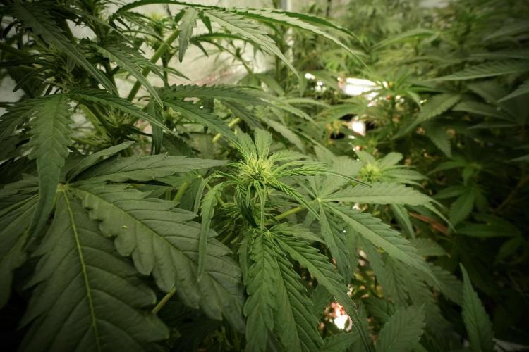 Lemon Cherry Gelato YumYum. Week 8 - LCG in the wild 