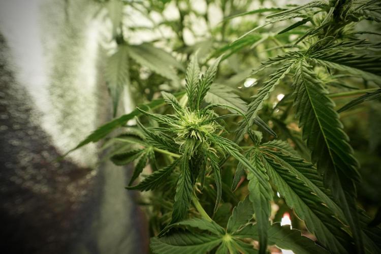 Lemon Cherry Gelato YumYum. Week 8 - LCG in the wild 