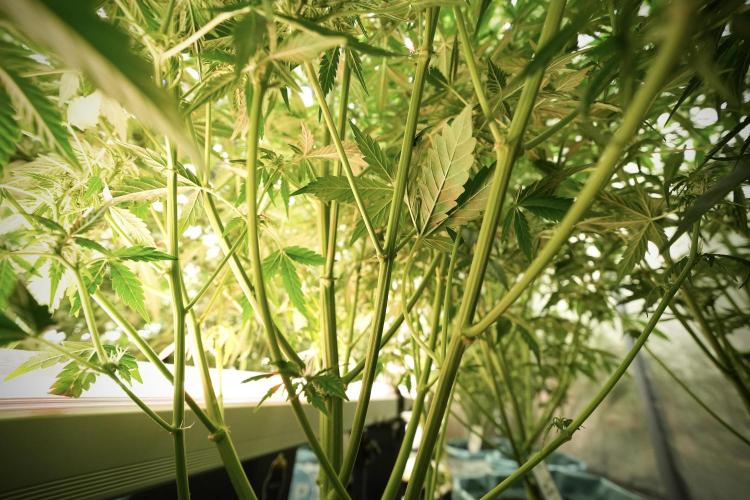 Lemon Cherry Gelato YumYum. Week 8 - LCG in the wild 