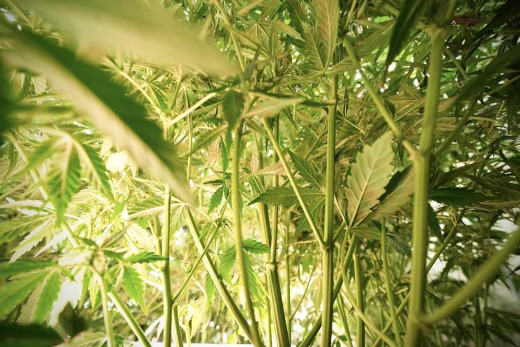 Lemon Cherry Gelato YumYum. Week 8 - LCG in the wild 