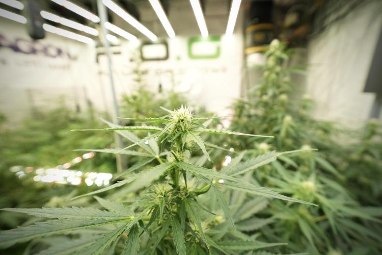 Lemon Cherry Gelato YumYum. Week 8 - LCG in the wild 