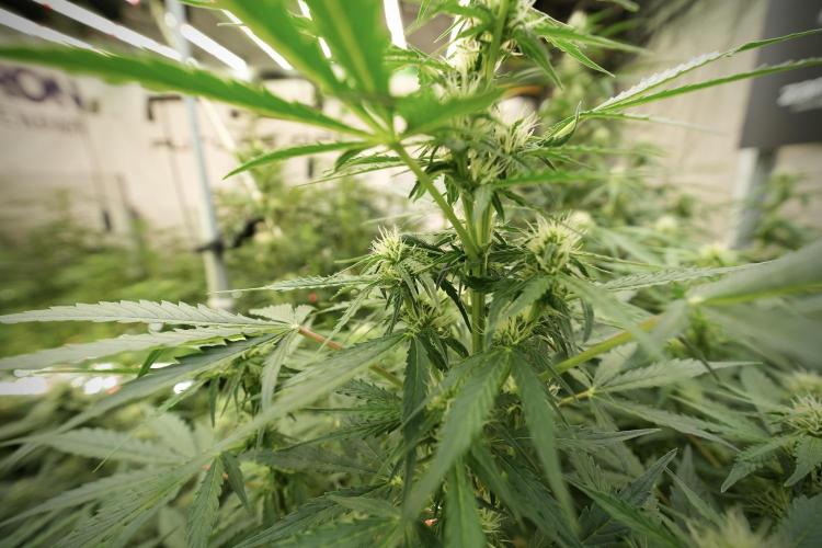 Lemon Cherry Gelato YumYum. Week 8 - LCG in the wild 