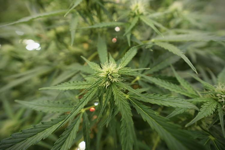 Lemon Cherry Gelato YumYum. Week 8 - LCG in the wild 