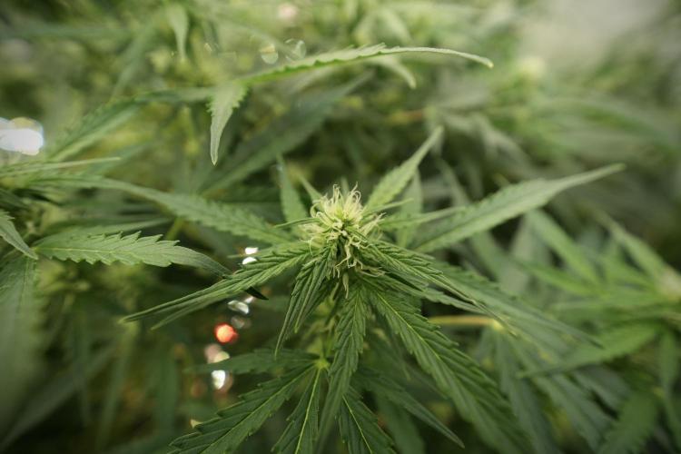 Lemon Cherry Gelato YumYum. Week 8 - LCG in the wild 