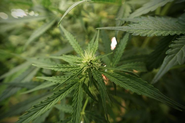 Lemon Cherry Gelato YumYum. Week 8 - LCG in the wild 