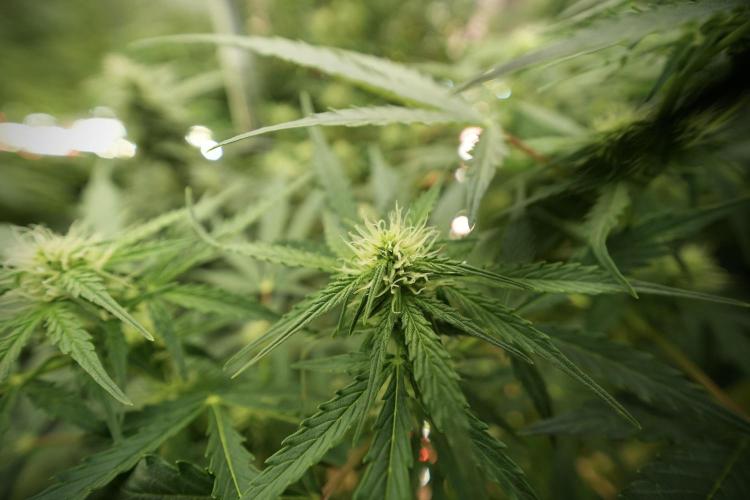 Lemon Cherry Gelato YumYum. Week 8 - LCG in the wild 