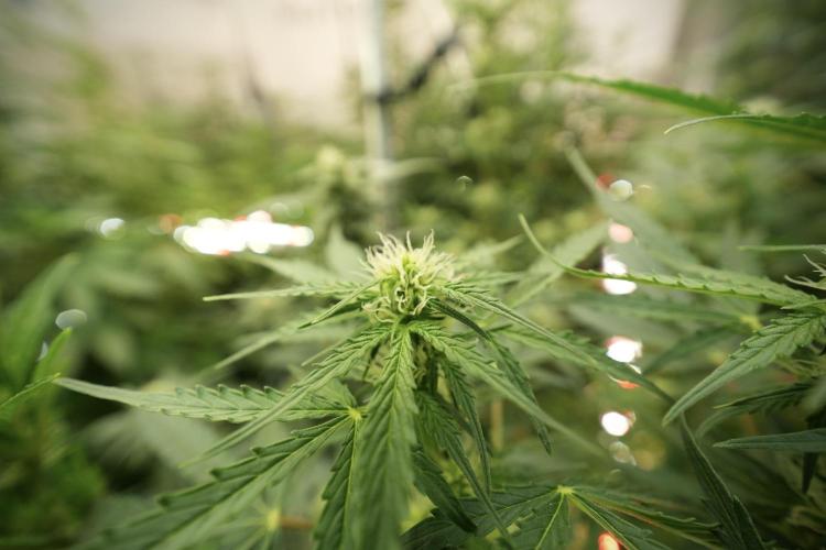 Lemon Cherry Gelato YumYum. Week 8 - LCG in the wild 