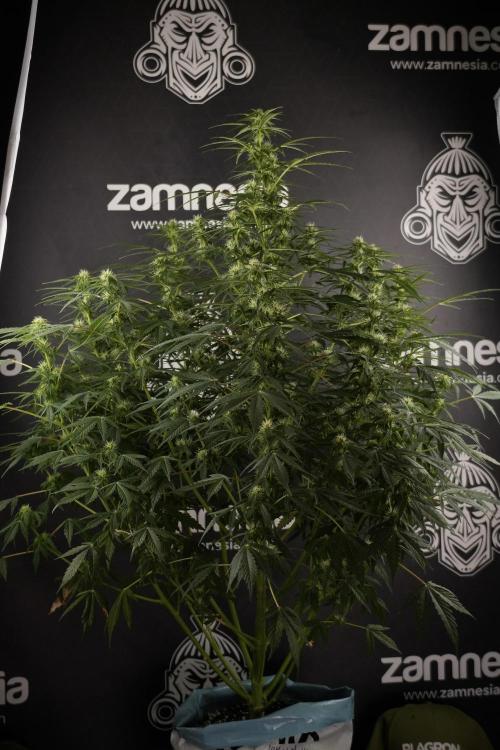 Lemon Cherry Gelato YumYum. Week 8 - LCG Studio Times 