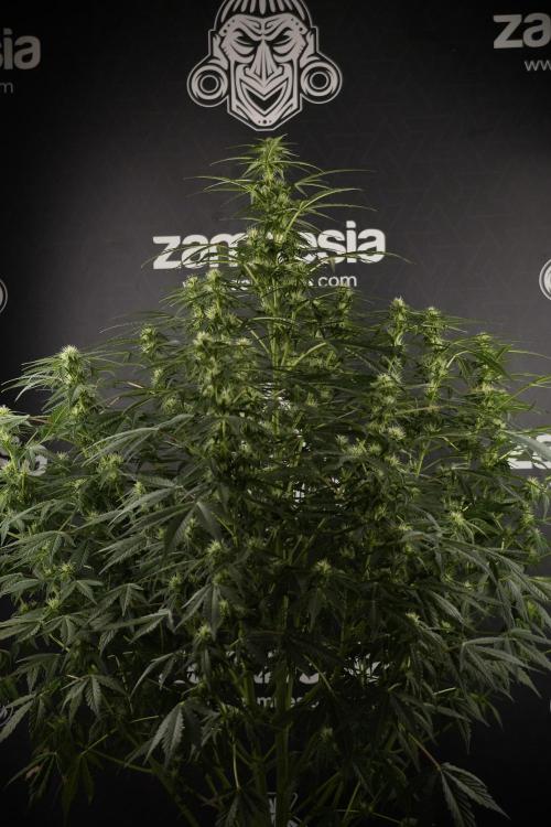 Lemon Cherry Gelato YumYum. Week 8 - LCG Studio Times 