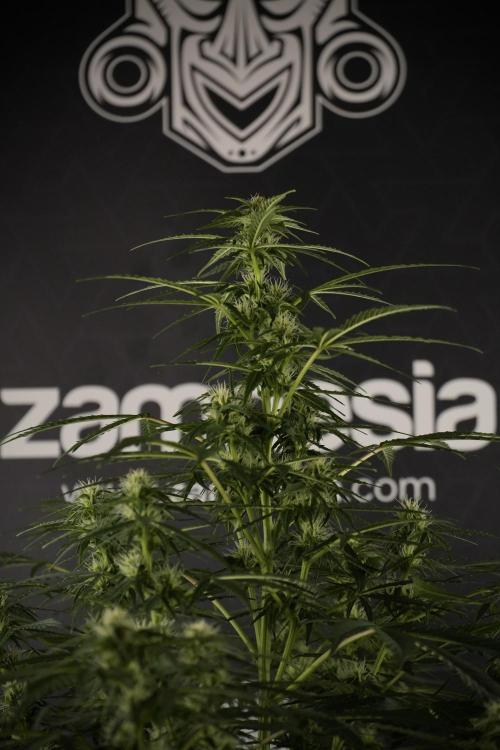 Lemon Cherry Gelato YumYum. Week 8 - LCG Studio Times 