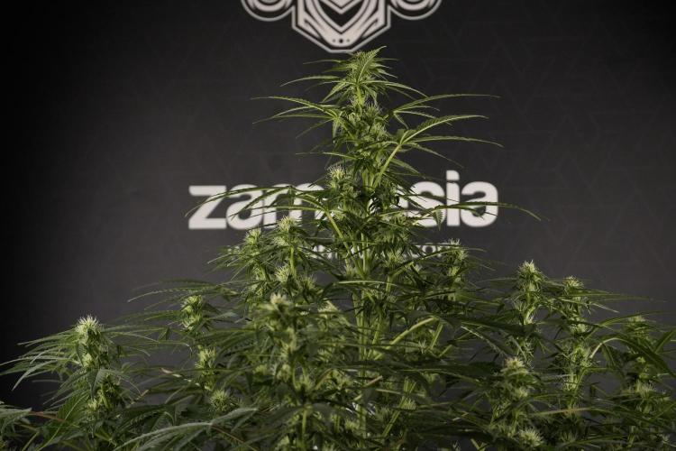 Lemon Cherry Gelato YumYum. Week 8 - LCG Studio Times 