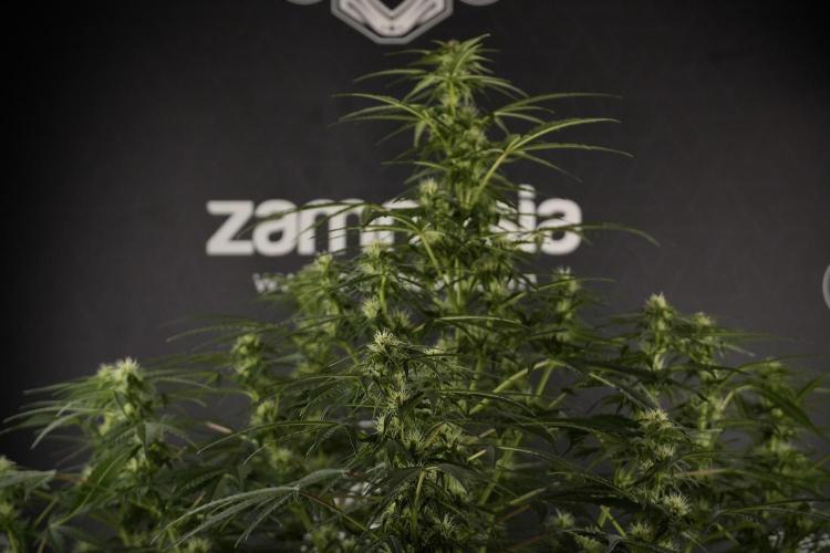 Lemon Cherry Gelato YumYum. Week 8 - LCG Studio Times 