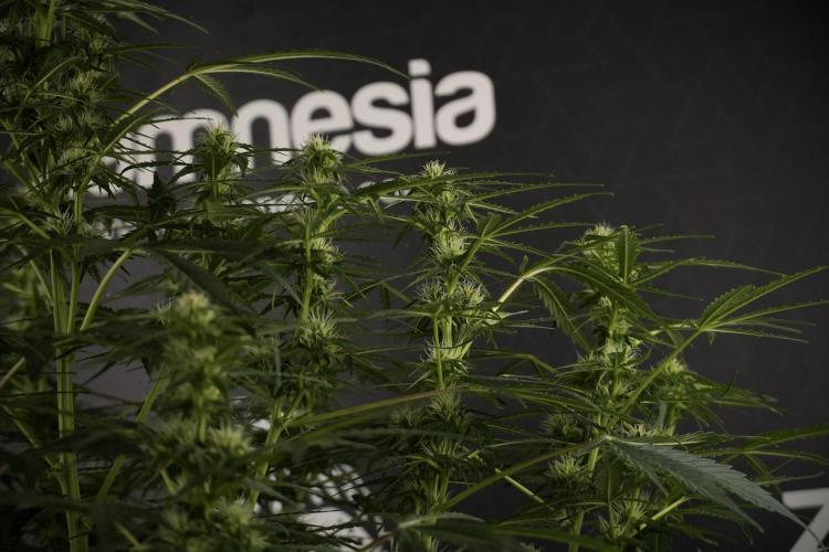 Lemon Cherry Gelato YumYum. Week 8 - LCG Studio Times 