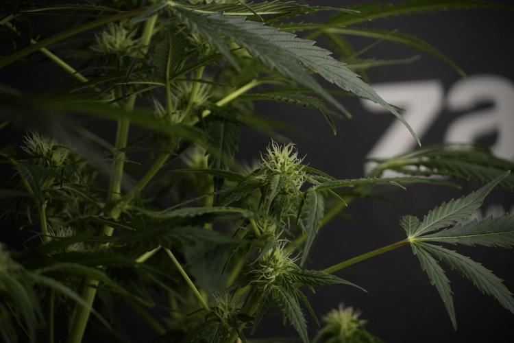 Lemon Cherry Gelato YumYum. Week 8 - LCG Studio Times 