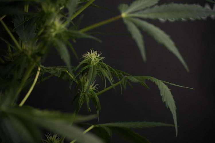 Lemon Cherry Gelato YumYum. Week 8 - LCG Studio Times 