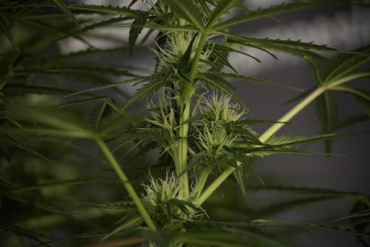 Lemon Cherry Gelato YumYum. Week 8 - LCG Studio Times 