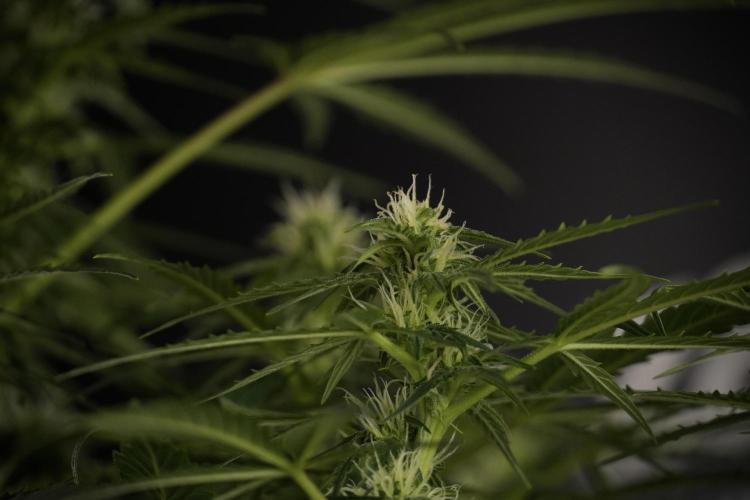 Lemon Cherry Gelato YumYum. Week 8 - LCG Studio Times 