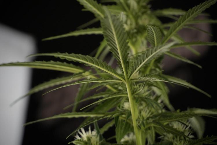 Lemon Cherry Gelato YumYum. Week 8 - LCG Studio Times 