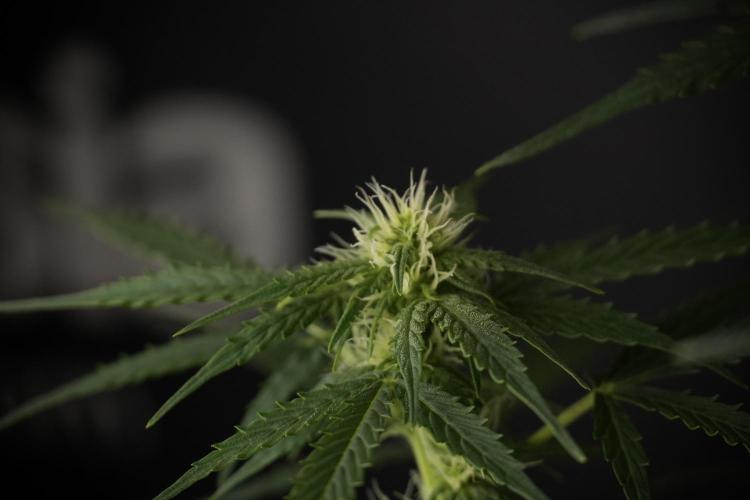 Lemon Cherry Gelato YumYum. Week 8 - LCG Studio Times 