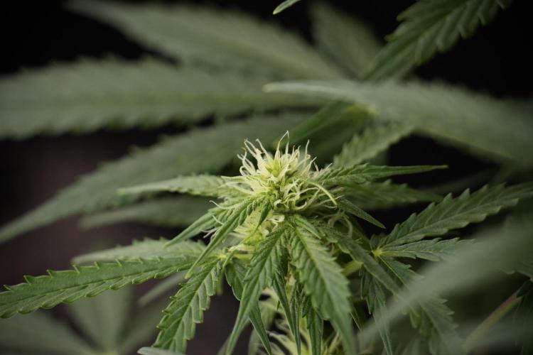 Lemon Cherry Gelato YumYum. Week 8 - LCG Studio Times 