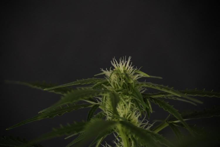 Lemon Cherry Gelato YumYum. Week 8 - LCG Studio Times 