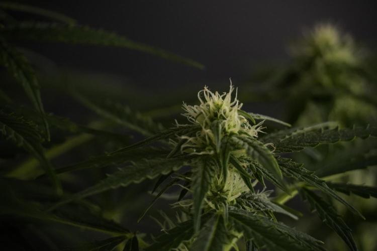 Lemon Cherry Gelato YumYum. Week 8 - LCG Studio Times 