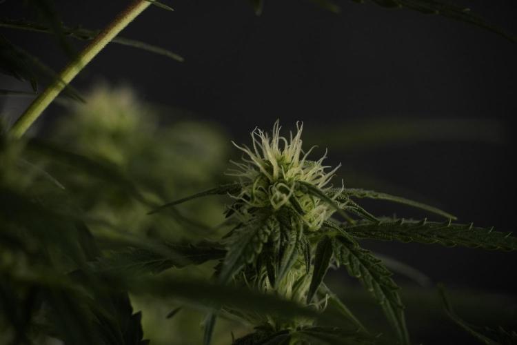 Lemon Cherry Gelato YumYum. Week 8 - LCG Studio Times 