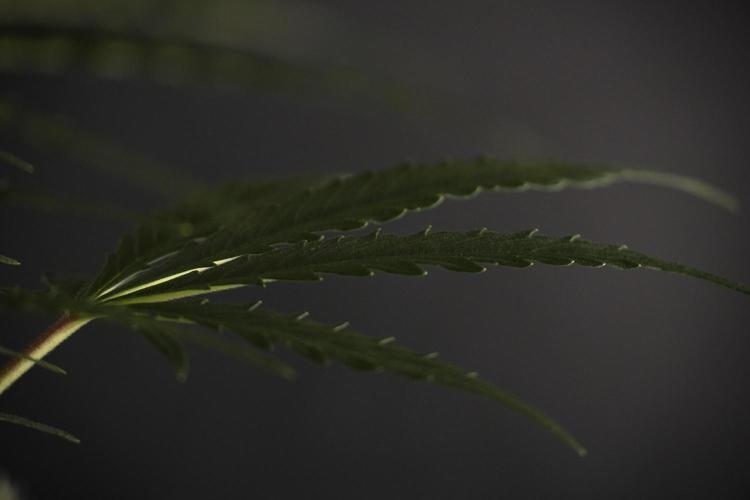 Lemon Cherry Gelato YumYum. Week 8 - LCG Studio Times 