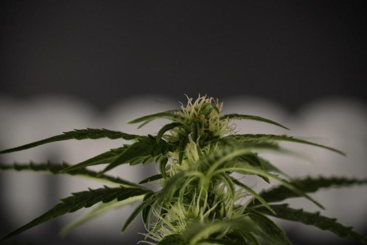 Lemon Cherry Gelato YumYum. Week 8 - LCG Studio Times 