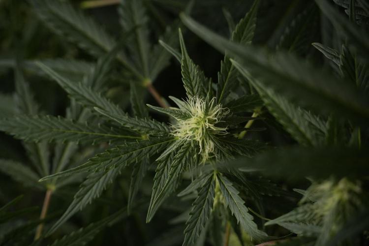 Lemon Cherry Gelato YumYum. Week 8 - LCG Studio Times 