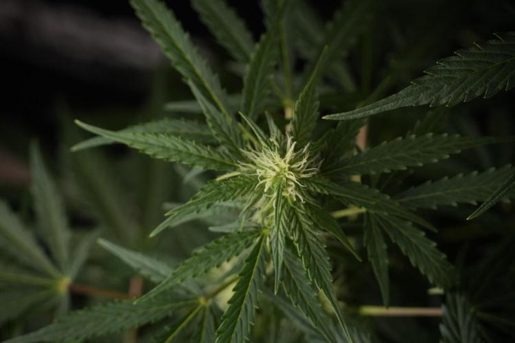 Lemon Cherry Gelato YumYum. Week 8 - LCG Studio Times 