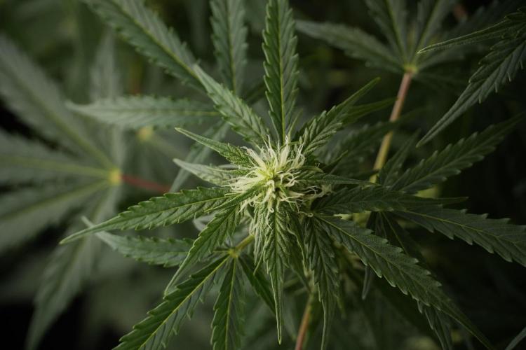 Lemon Cherry Gelato YumYum. Week 8 - LCG Studio Times 