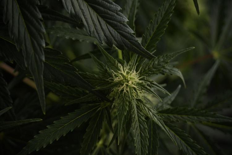 Lemon Cherry Gelato YumYum. Week 8 - LCG Studio Times 