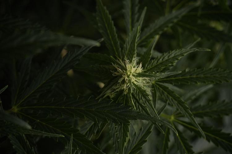 Lemon Cherry Gelato YumYum. Week 8 - LCG Studio Times 