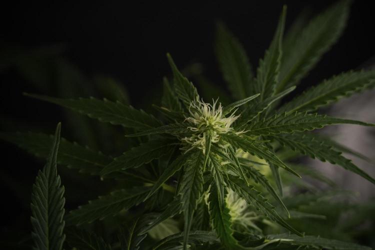 Lemon Cherry Gelato YumYum. Week 8 - LCG Studio Times 