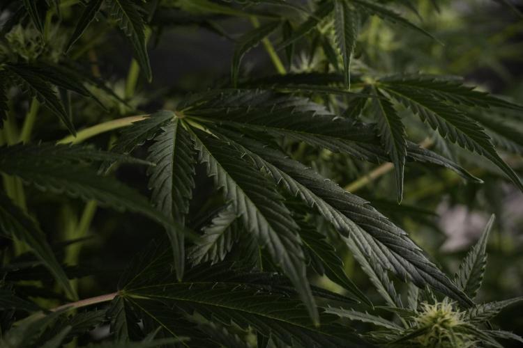 Lemon Cherry Gelato YumYum. Week 8 - LCG Studio Times 