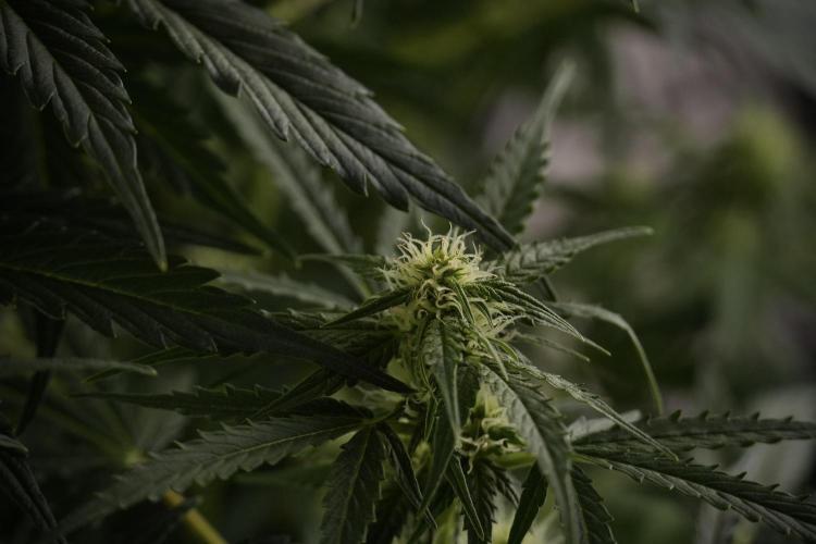 Lemon Cherry Gelato YumYum. Week 8 - LCG Studio Times 