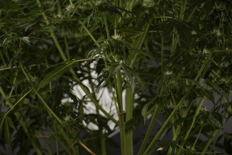 Lemon Cherry Gelato YumYum. Week 8 - LCG Studio Times 